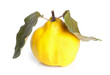 Quince on white background