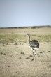 Ostrich running