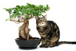chat à côté d'un ficus