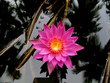 Seerose