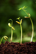 Four saplings growing from soil Four saplings growing from soil