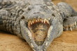Crocodile