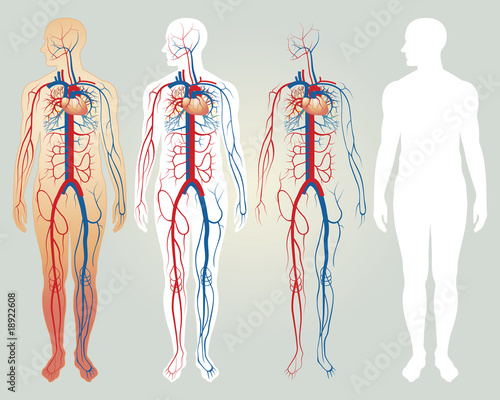 circulatory system. Heart and circulatory system