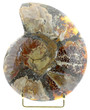 ammonite fossilisée fond blanc