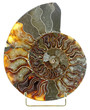 ammonite fossilisée coupe spirale intérieure fond blanc