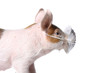 swine and gauze bandage