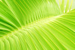 Nervure de feuille de palmier