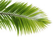 Feuilles de palmier sur fond blanc