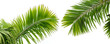 Feuilles de cocotier de mer