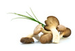 Pilze