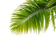 Feuille de cocotier sur fond blanc
