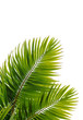 Feuille de cocotier en bord de mer