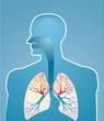 Lungs