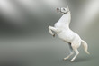 White horse