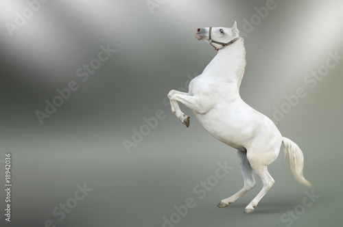 Photo: White horse White horse