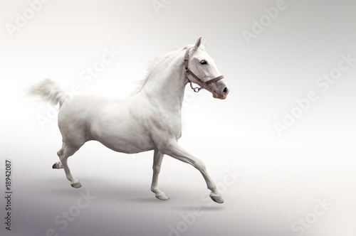Photo: White horse White horse