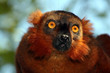 Maki Madagaskar
