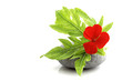 Petite fleur rouge sur galet rond