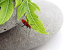 insecte rouge sur feuille vert tendre