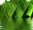Feuille de vigne et reflets