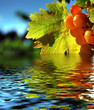 Reflet sur vigne