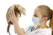 The veterinary surgeon examines a polecat.