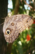 butterfly with a big eye