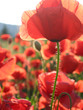 corn poppy