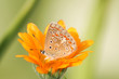 butterfly in orange