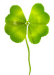 Lucky Clover