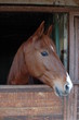 CAVALLO