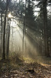 Lumière en forêt