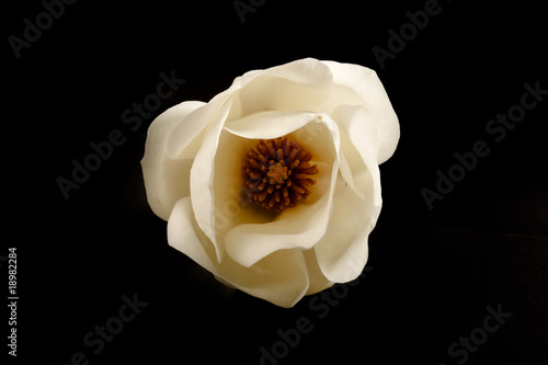 Photo: a white magnolia in the studio against a black background. a white magnolia in the studio against a black background.