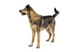 mixed breed dog isolated on a white background