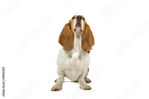 English basset dog (hound) isolated on white