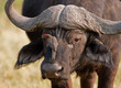 Portrait of a wild african buffalo in souther Africa. Portrait of a wild african buffalo in souther Africa.
