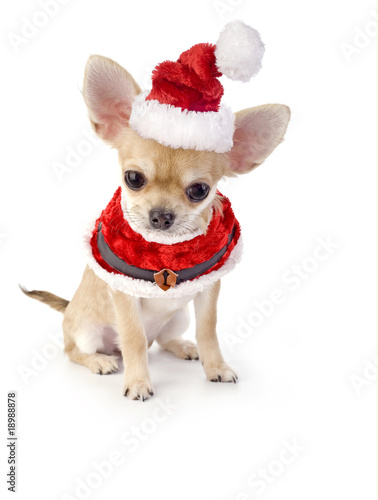 cute chihuahua puppies pictures. cute Chihuahua puppy with