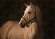 Palomino horse