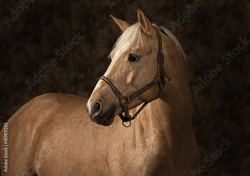 Photo: Palomino horse Palomino horse