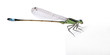 Dragonfly, Coenagrionidae, in front of white background