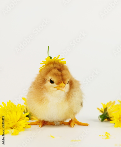 Foto: Küken Küken