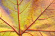 close-up autumn leaf multicolor
