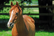 Horse in Pasture