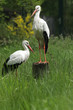 Weißstörche (Ciconia ciconia)