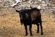 bouc