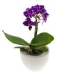 Orchidee Orchidee