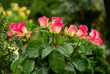 Friedhofsgesteck - floral arrangement cemetery 19