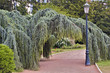 Saule pleureur surplombant un chemin avec un lampadaire