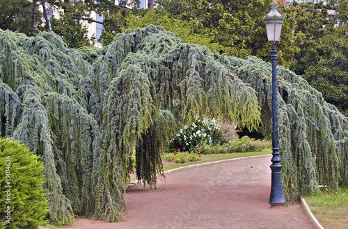 Saule pleureur surplombant un chemin avec un lampadaire