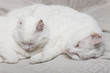 chats blancs